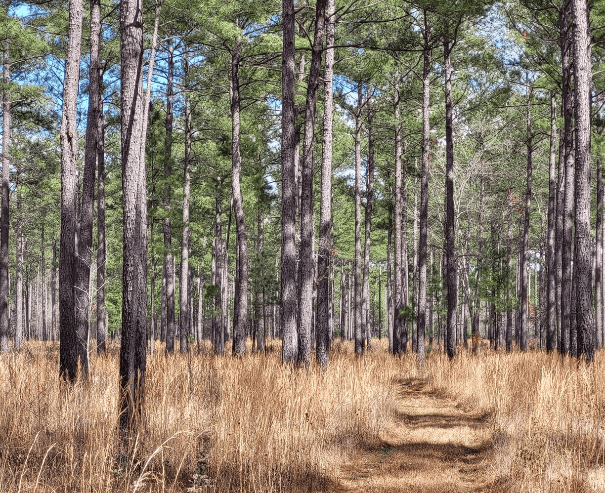 250 Years of Growth: South Carolina's Forestry's Enduring Growth