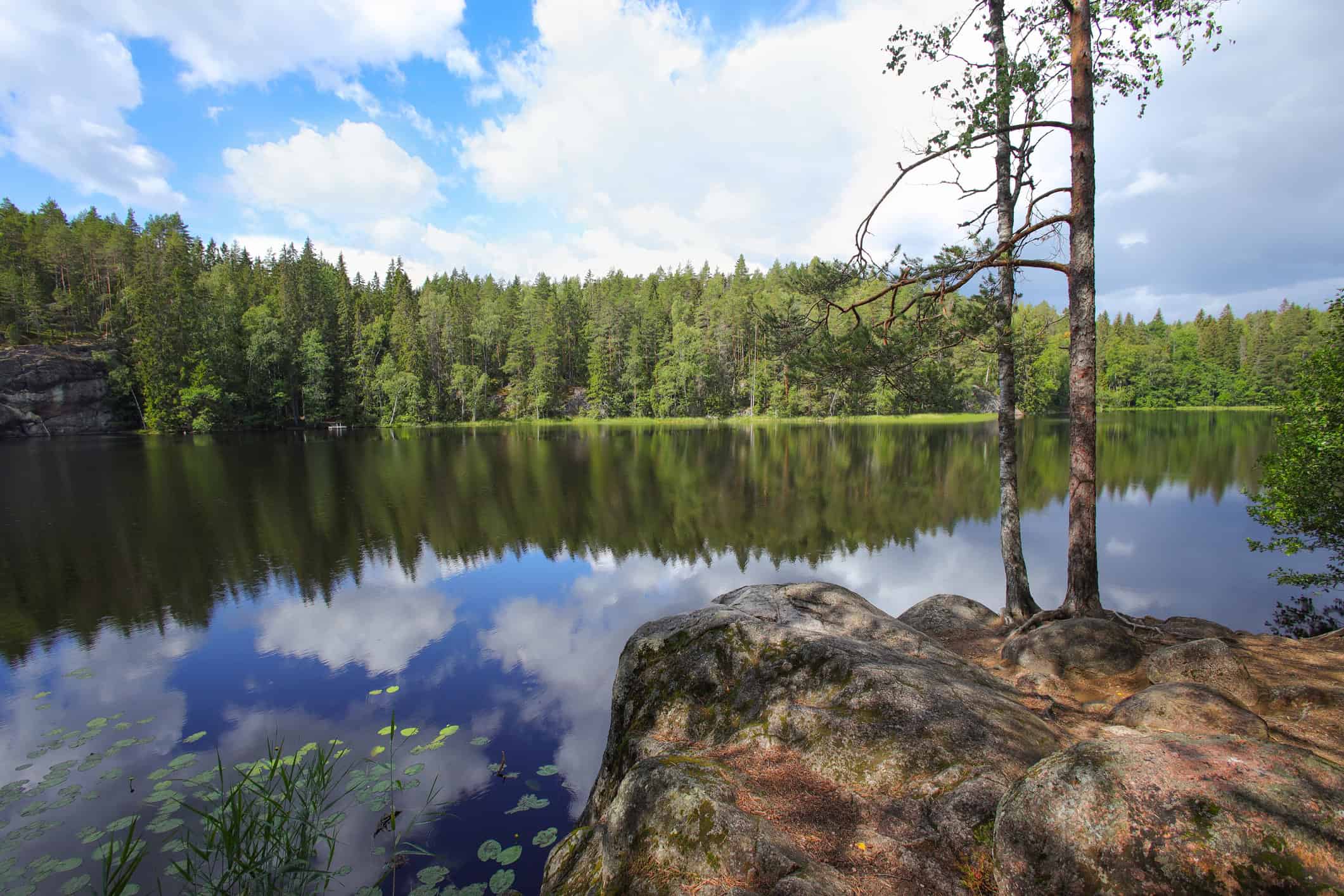 The future of forestry
