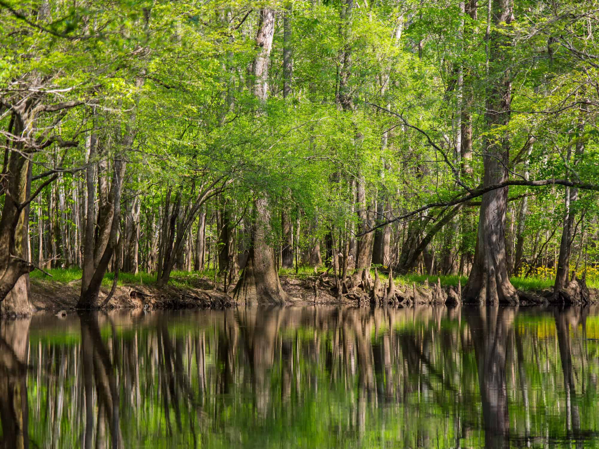 Beyond Timber: New Value from Working Lands
