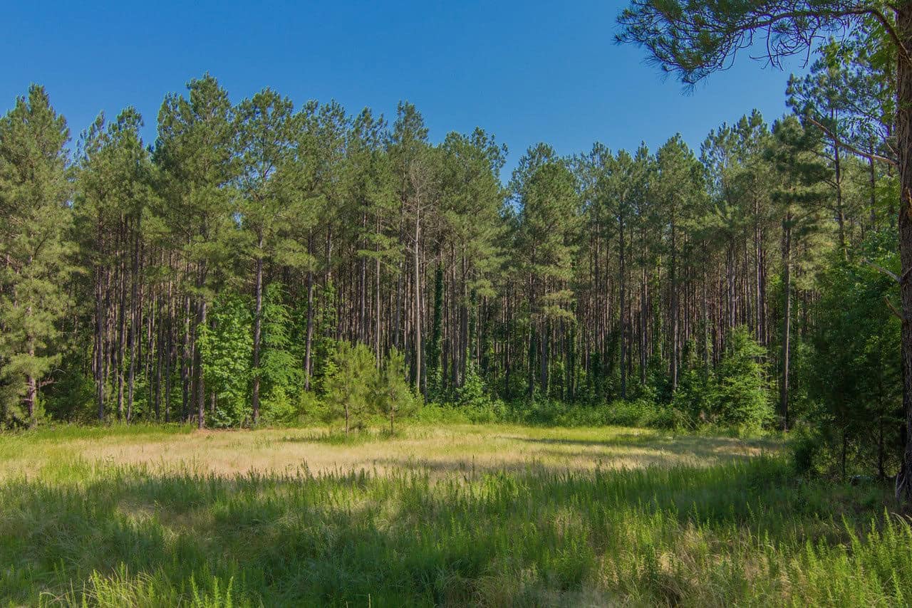 Forest carbon offset projects